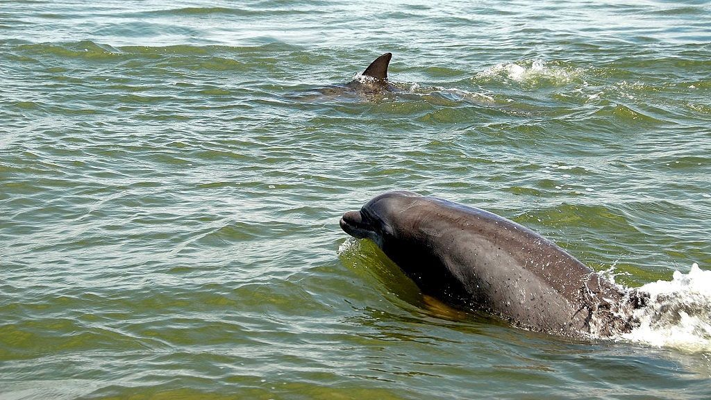 Dolphin and Snorkeling Tours Watersound Florida