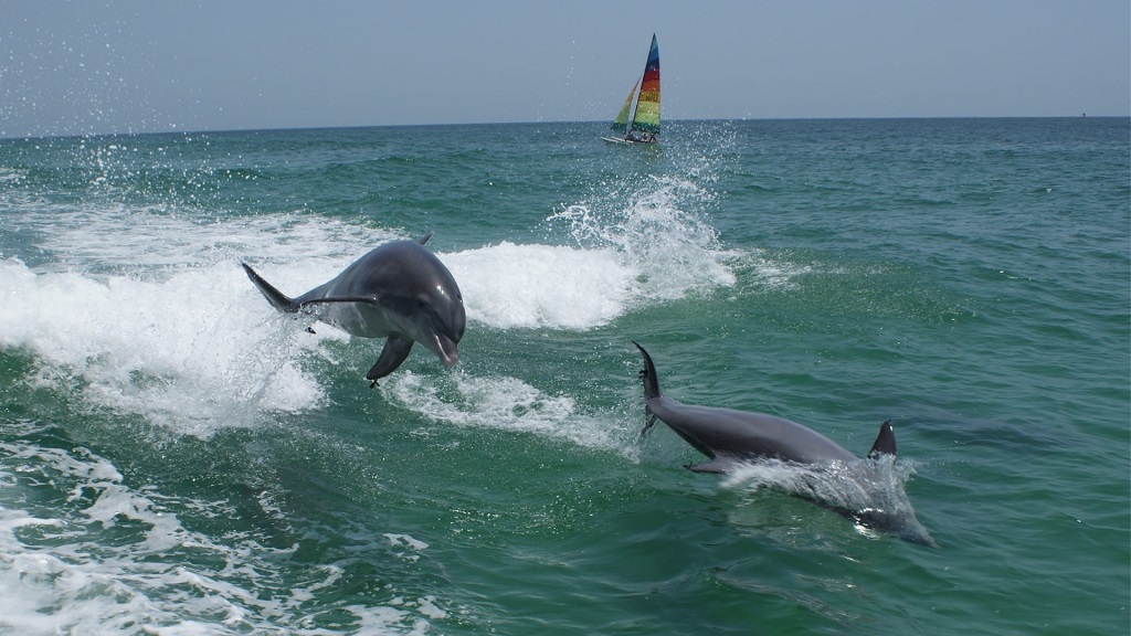 Dolphin and Snorkeling Tours Grayton Beach Florida