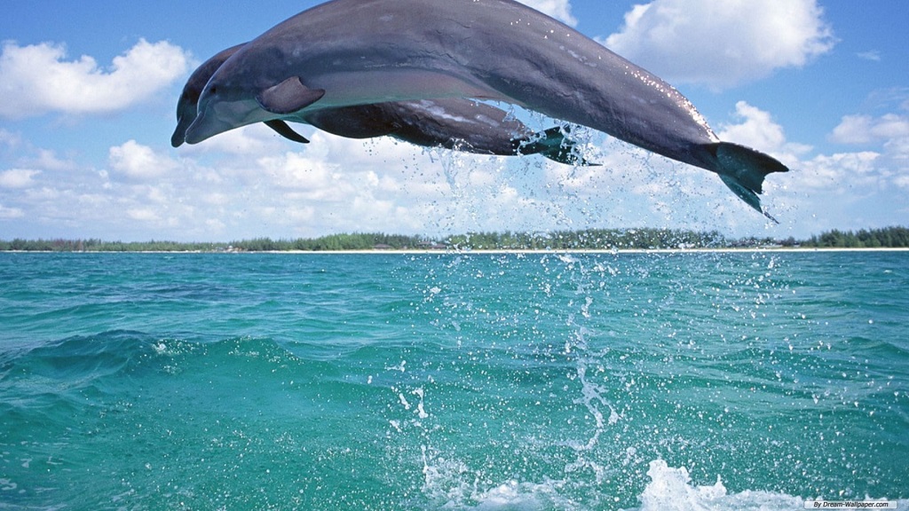 Dolphin and Snorkeling Tours Panama City Florida