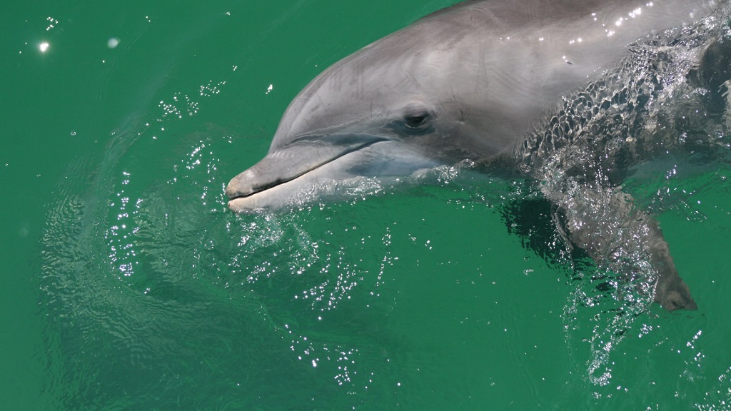 Dolphin and Snorkeling Tours South Walton Florida
