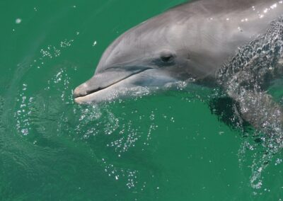 Dolphin and Snorkeling Tours